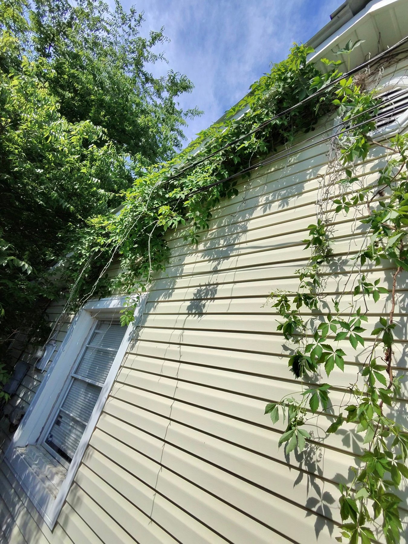 Before - House siding covered with vines and overgrowth
