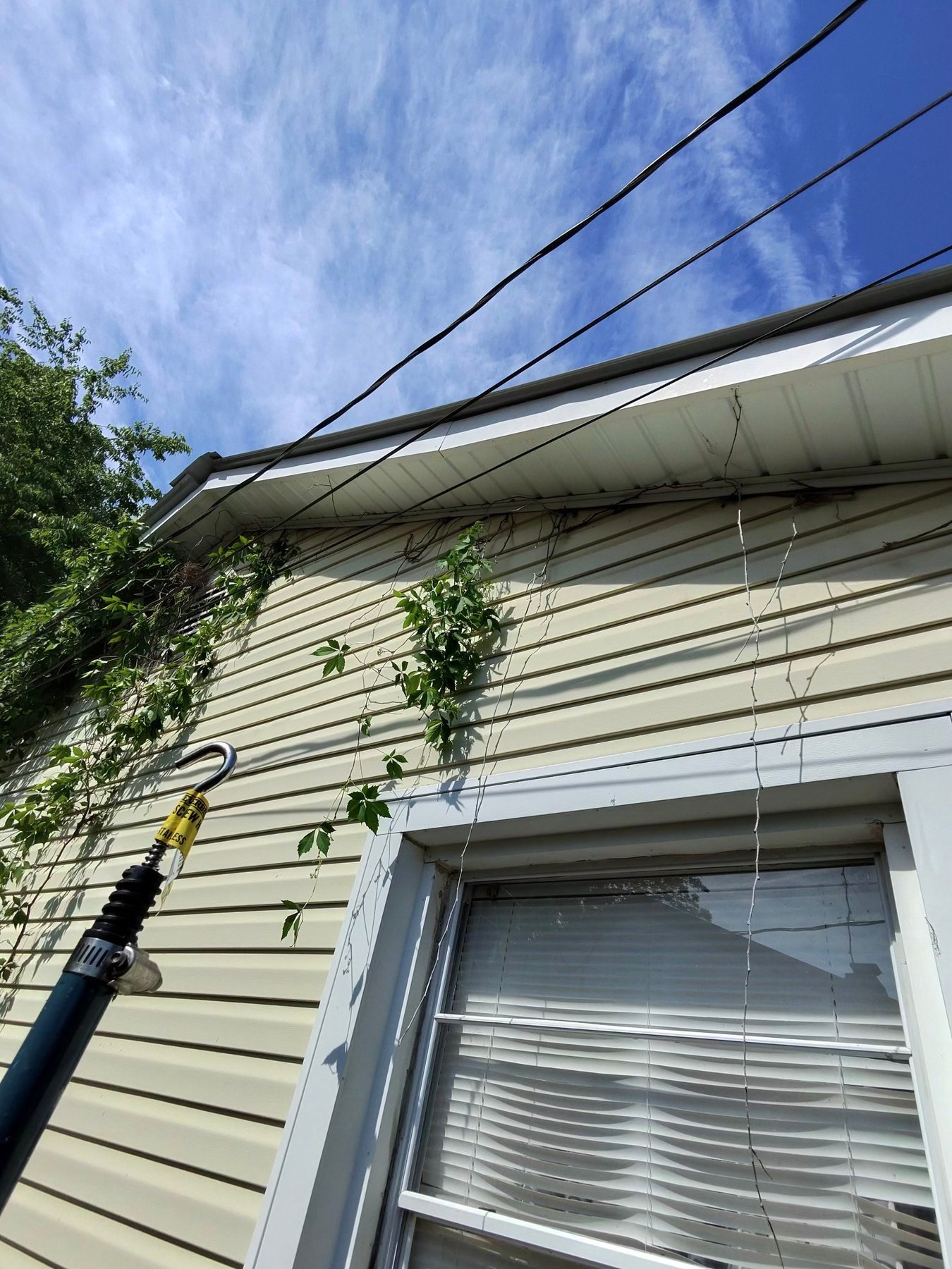 Before - Vines and organic growth along soffit and siding